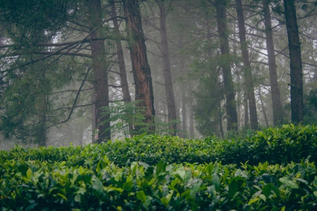 Himalaya Mount View Resort Kausani Exteriér fotografie